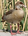 Egyptian Goose GWvgK