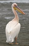 Great-white Pelican CyJ