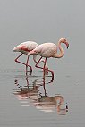 Greater Flamingo IIt~S