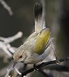 Grey-backed Camaroptera ^rRVNC