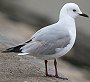 Hartlaub's Gull@AtJMJ