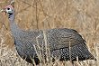 Helmeted Guineafowl zz`E