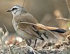 Kalahari Scrub-Robin AJIuR}h