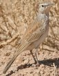 Karro long-billed Lark EXCnV{\qo