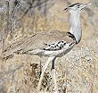 Kori Bustard AtJIImK