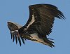 Lapped-faced Vulture ~~q_nQV