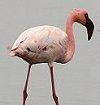 Lesser Flamingo Rt~S