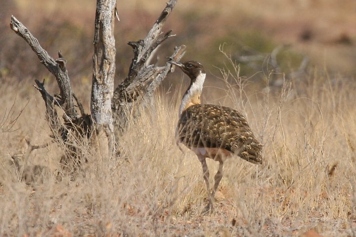 ナンアチュウノガン