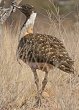 Ludwig's Bustard iA`EmK