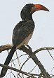 Monteiro's Hornbill V{VRTC`E