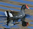 Common Moorhen o