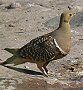 Namaqua Sandgrouse NlTPC