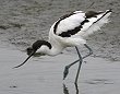 Pied Avocet \nVZC^JVM