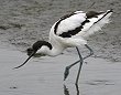 Pied Avocet \nVZC^JVM