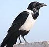 Pied crow iWKX