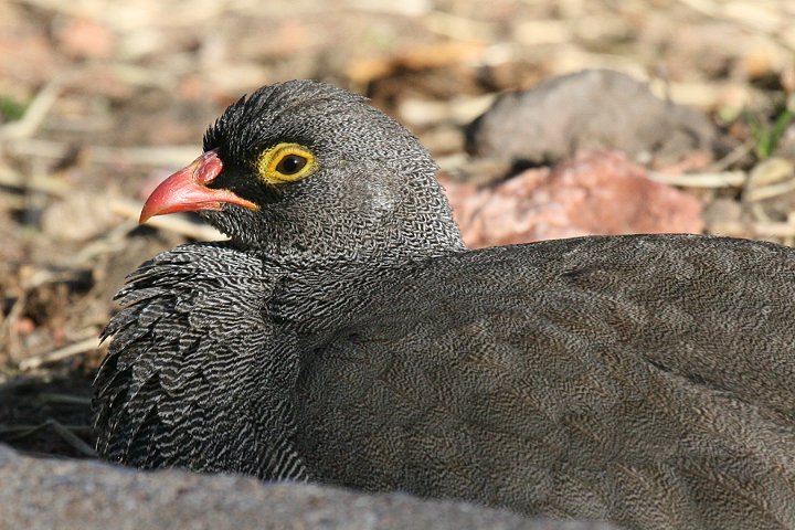 Red-billed Francolin TUi~VR