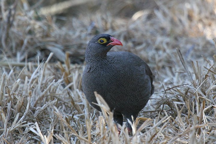 Red-billed Francolin TUi~VR