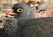 Red-billed Francolin TUi~VR