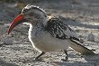 Southern Red-billed Hornbill AJnVRTC`EA