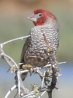 Red-headed Finch