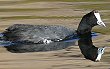 Red-knobbed Coot AtJIIo