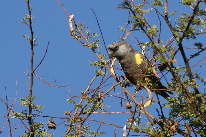 クロクモインコ