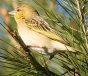 Southern Masked-Weaver K^n^I