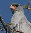 Southern Pale Chanting Goshawk RVWE^II^J