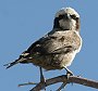 Southern white-crowned Shrike VYLuY