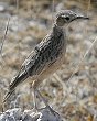 Spiked-heeled Lark VXWnV{\qo