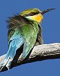 Swallow-tailed Bee-Eater Grn`NC