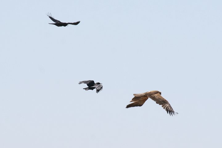 Tawny Eagle