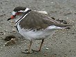 Three-banded Plover ~XW`h