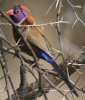 Violet-eared Waxbill gLXY