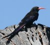 Violet Wood-Hoopoe TLcKV