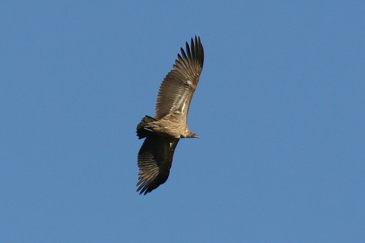 White-backed Vulture