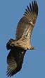 White-backed Vulture@RVWnQV