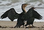 White-brested Cormorant JË