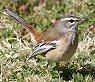 White-browed Scrub-Robin t^XWuR}h