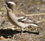 White-browed Sparrow-Weaver }~WXYn^I