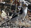 White-crested Helmet-Shrike G{VKlY