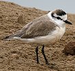 White-fronted Plover Vr^C`h
