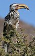 Southern Yellow-billed Hornbill ~i~LoVRTC`E