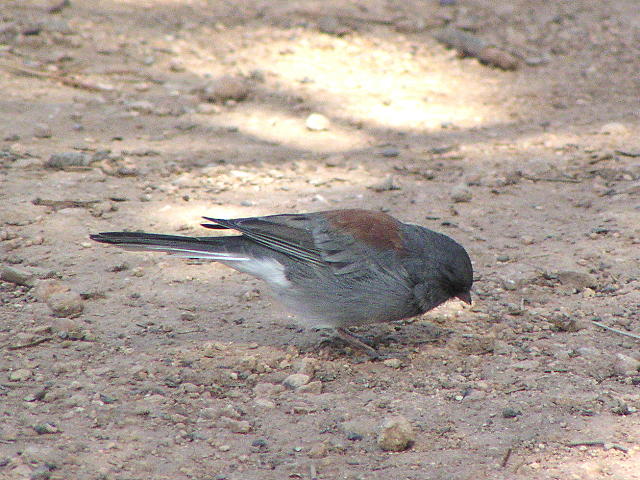 ���L�q���h��