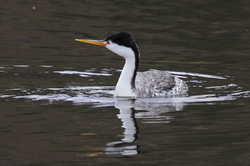 �N���[�N�J�C�c�u��