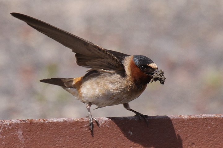 �T���V���N�c�o��