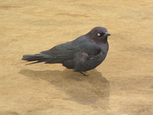 �e�����N�h�����h�L�́�