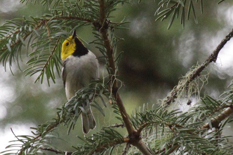 �L�K�V���A�����J���V�N�C