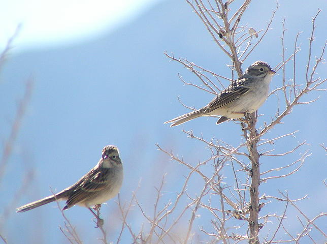 �u�����[���q���X�Y�����h�L