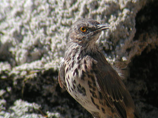 �E�^�C�}�l�V�c�O�~